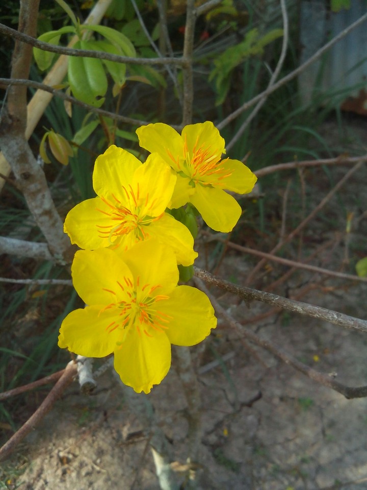 flowers hoa mai