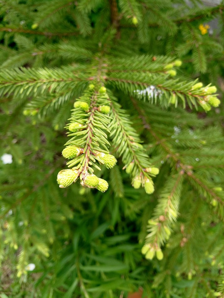 Young spruce