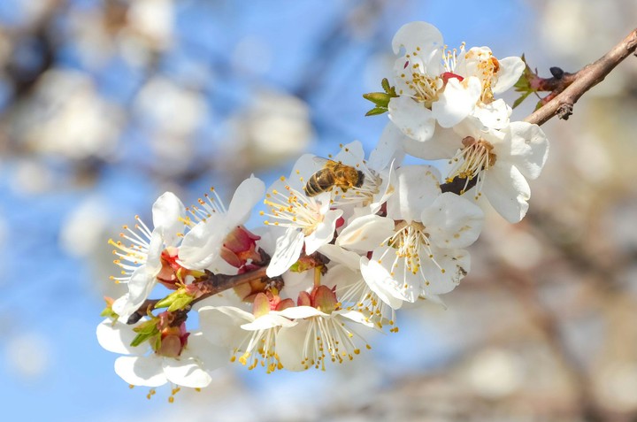 Spring