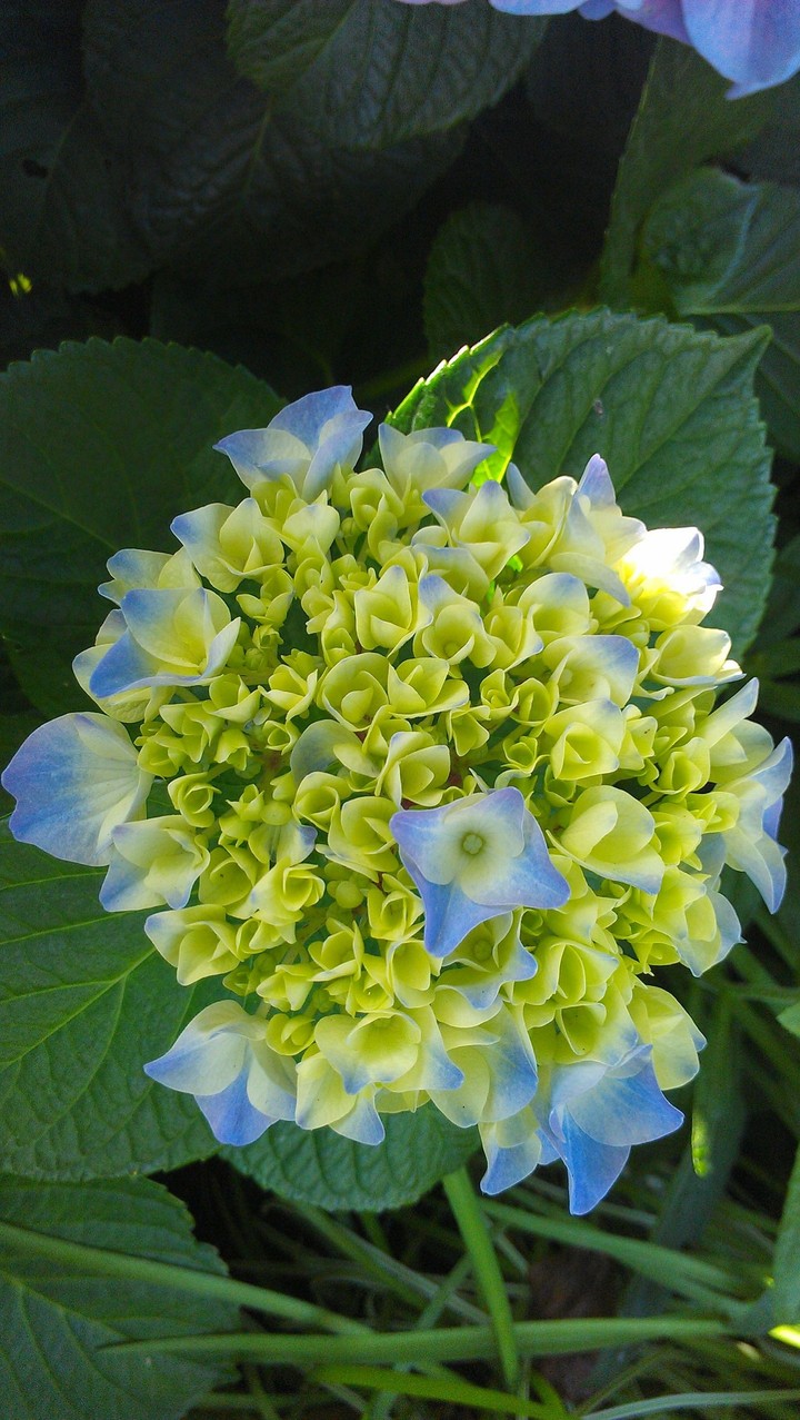 hydrangea