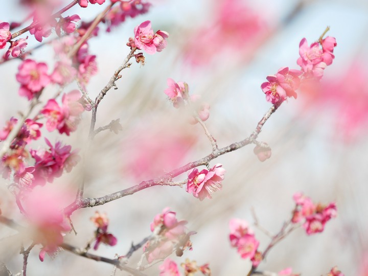 plumblossom