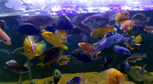 MY CHICHLED AQUARIUM