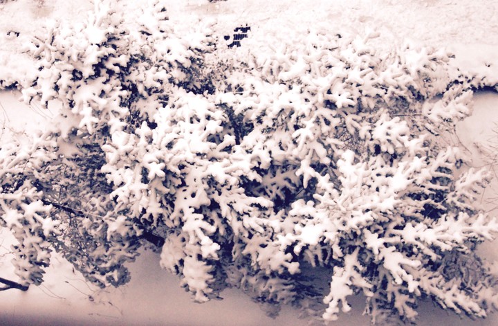 Snow on trees