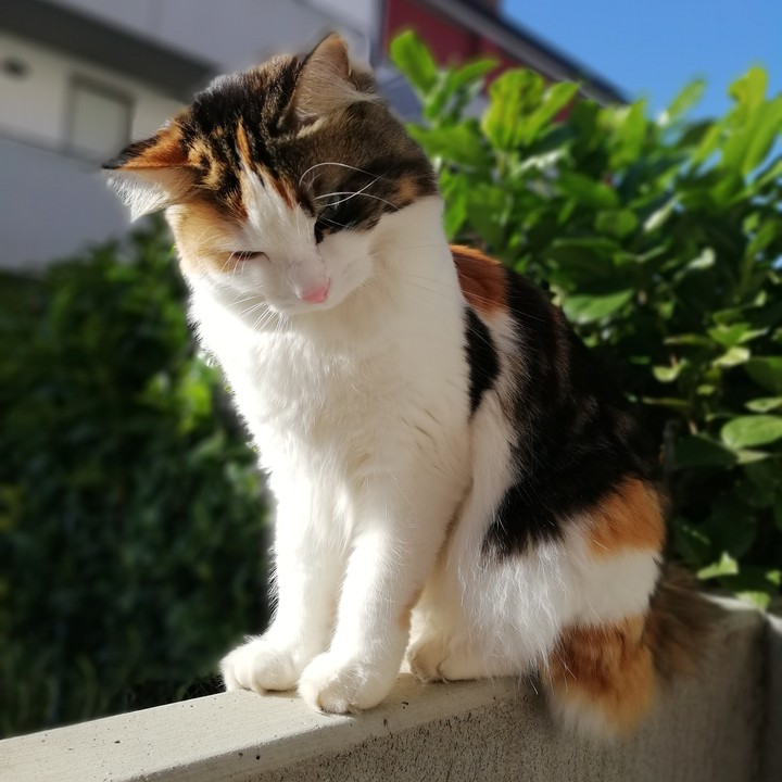 Alma