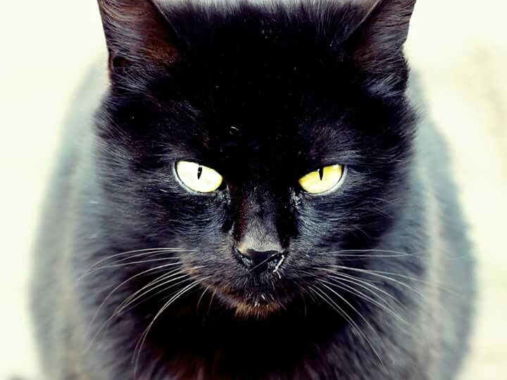Lucy