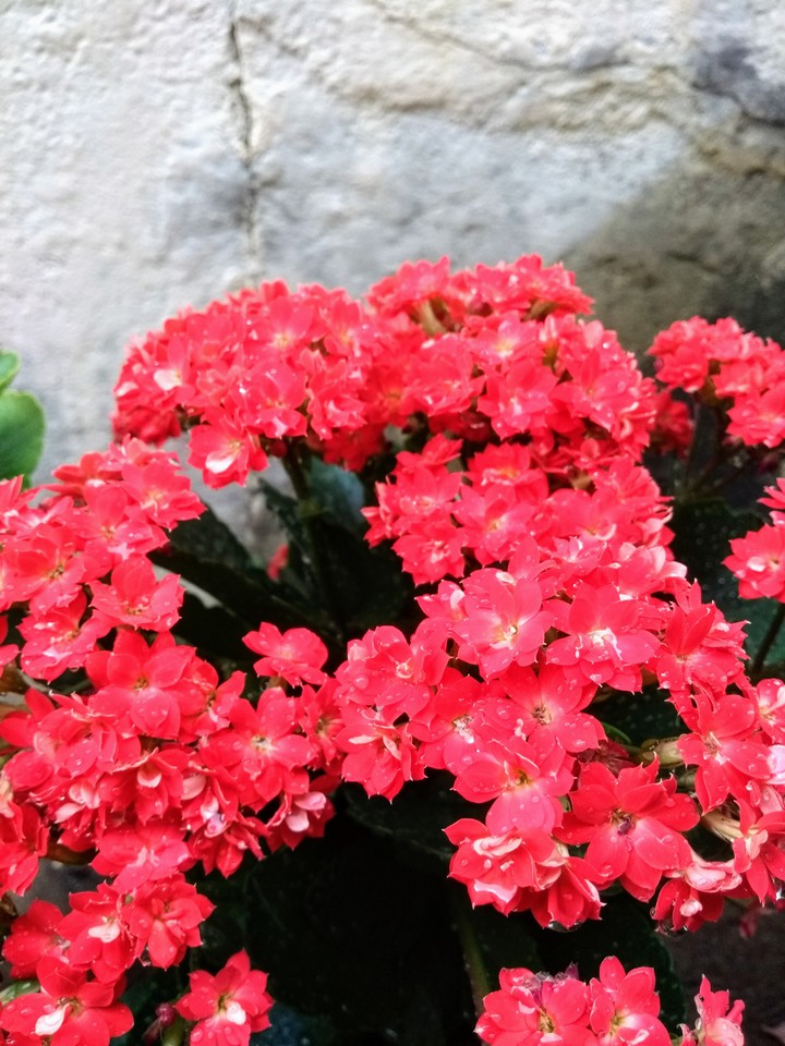 flores vermelhas