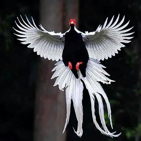 Wonderful  fly   of     Lophura    Nycthemera