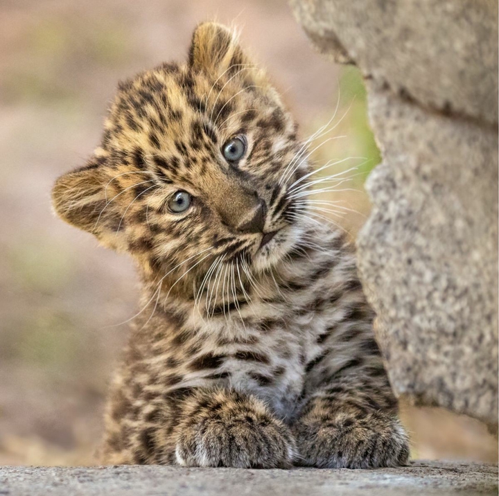 BABY CHEETAH