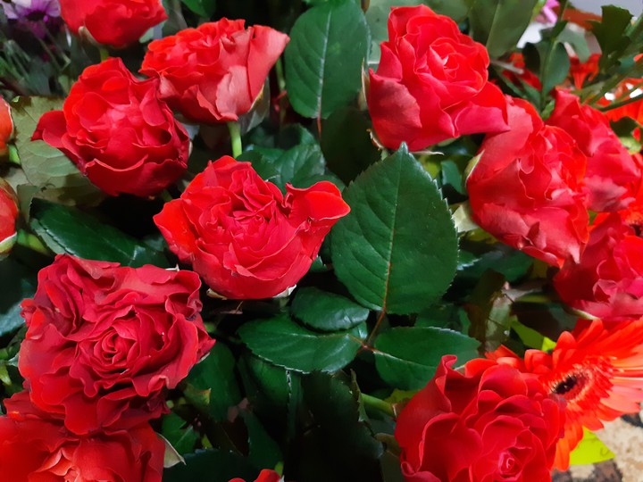Roses