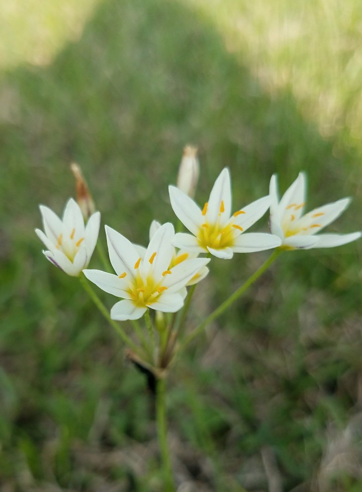 nice flowers
