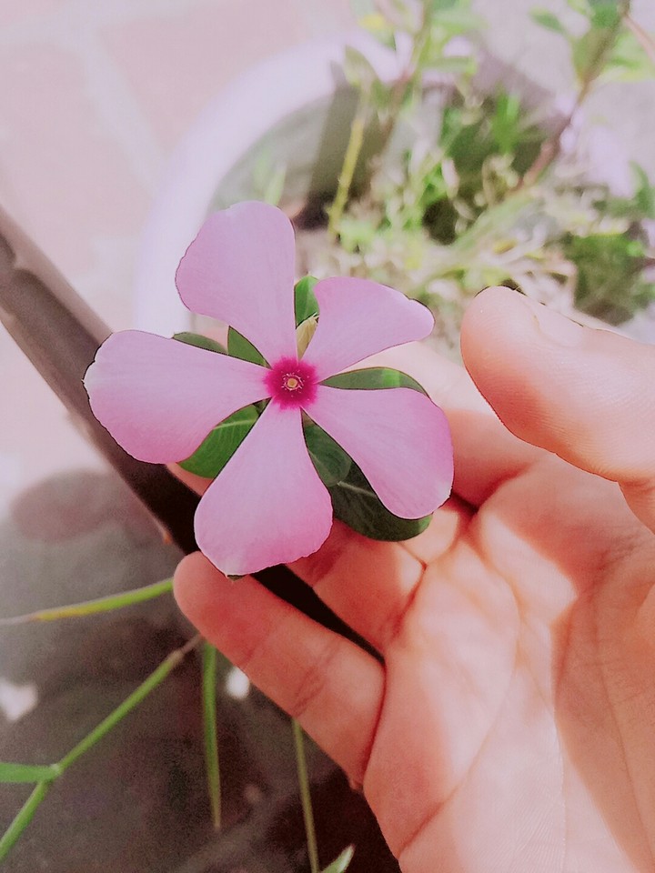 flower