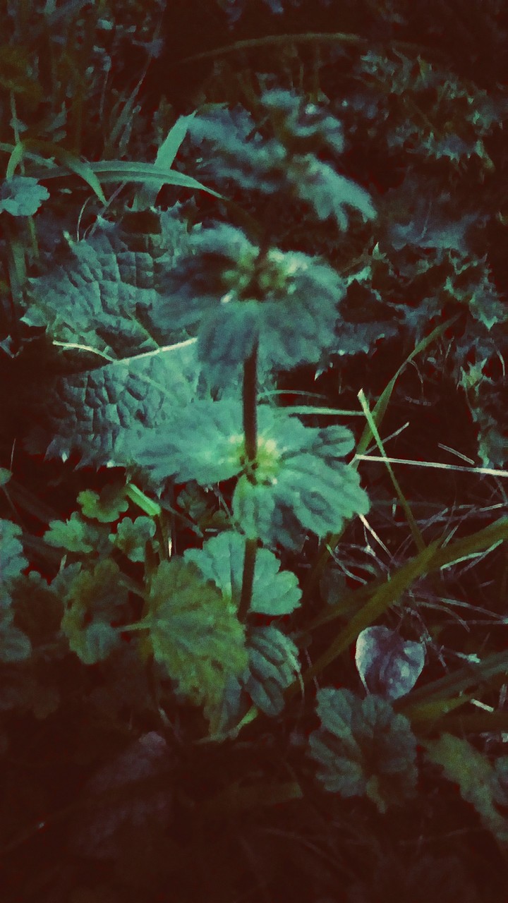 plants