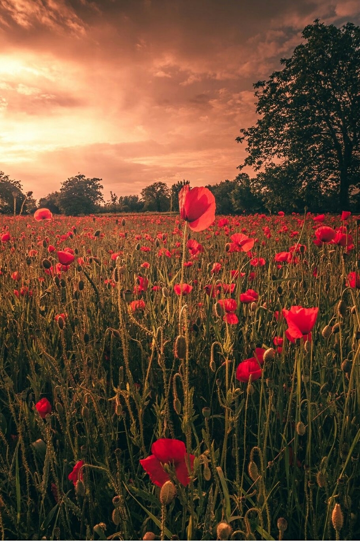 Sunset with Flowers