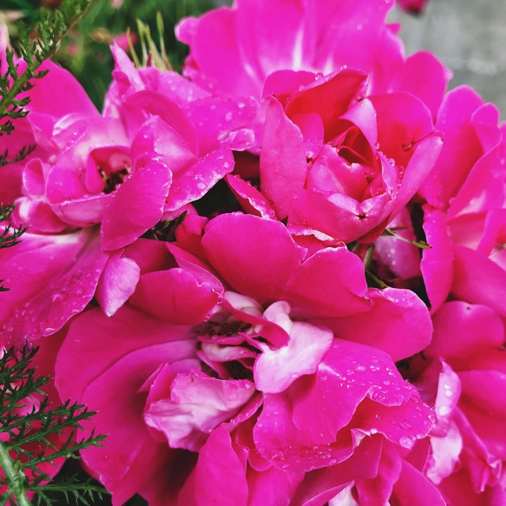 flowers