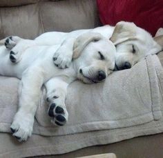 This is love between dogs.