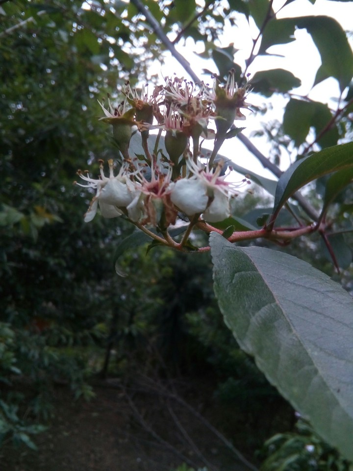 tejocote en flor