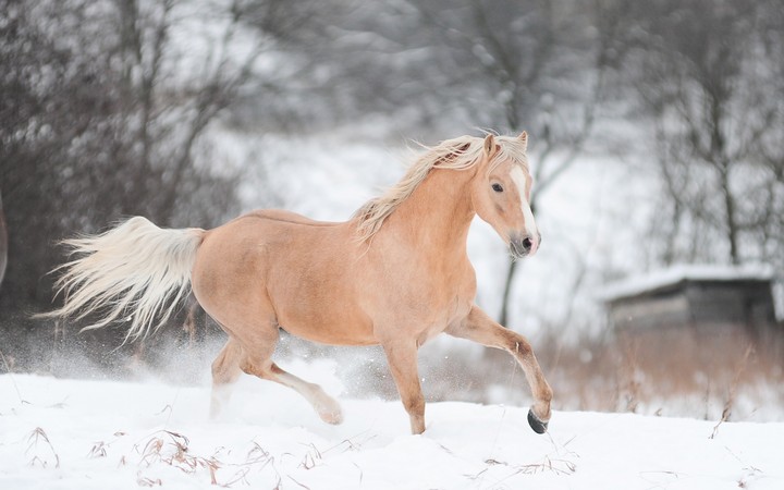 Horse