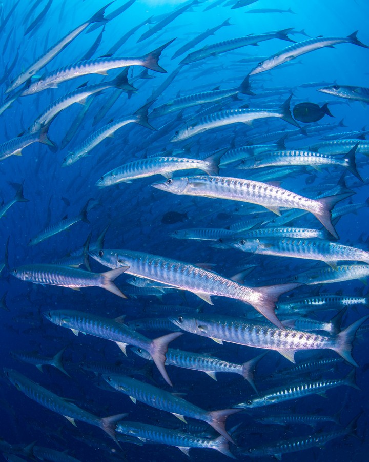 Fische