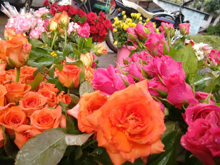 rose