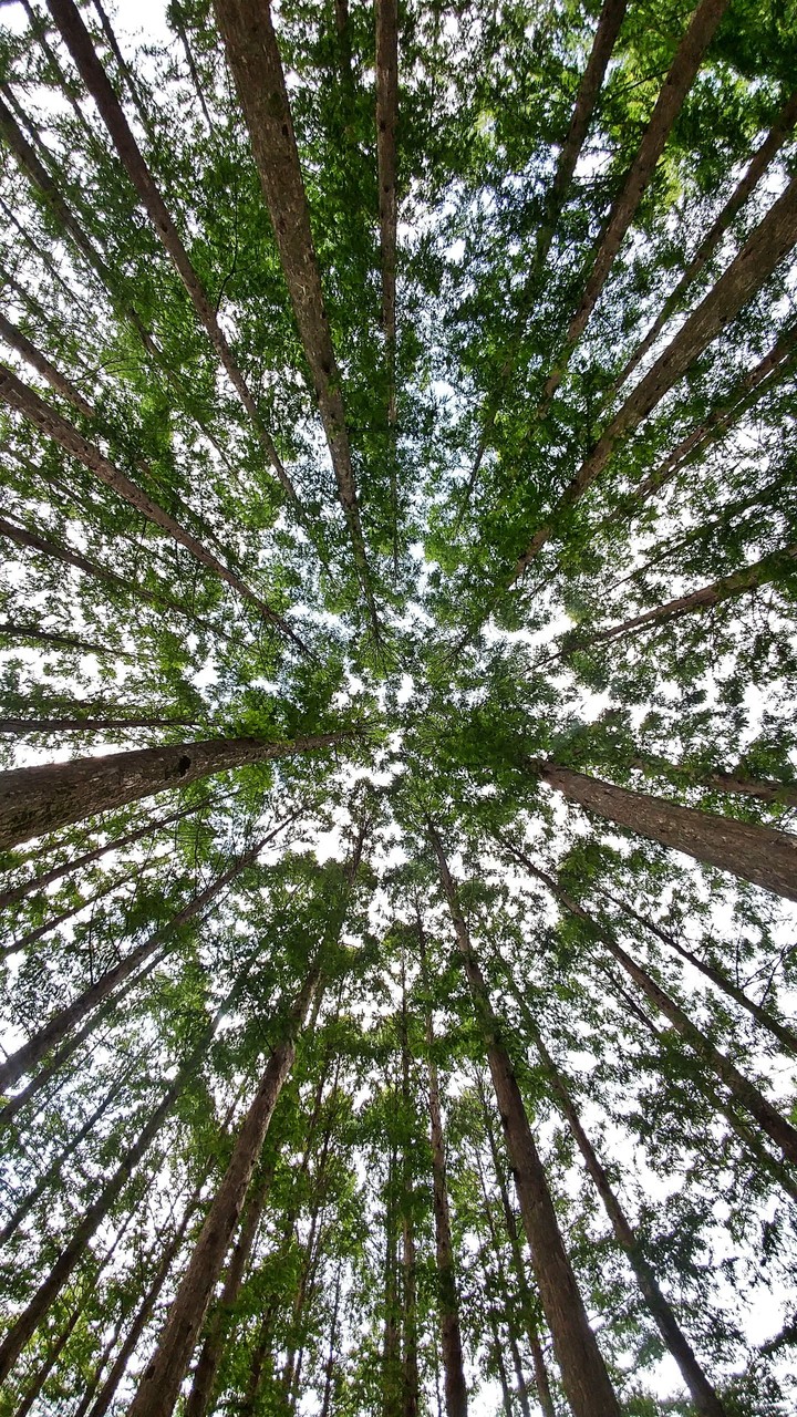 장태산
