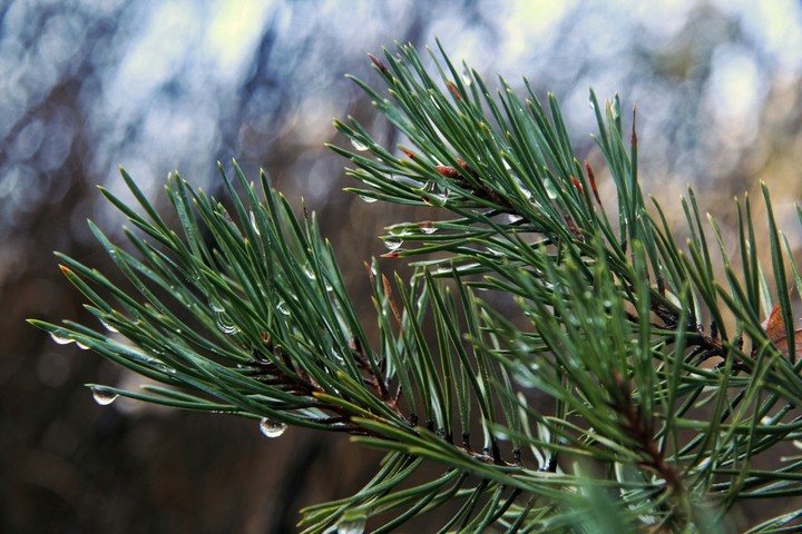 Conifer
