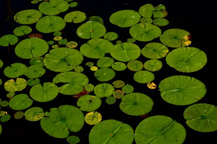 lotus leaves