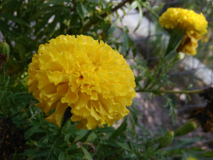 flower