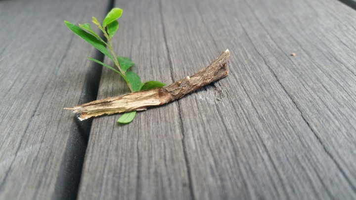 Pretty Stick