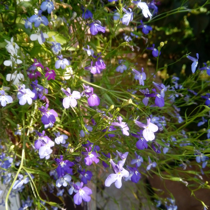 Lobelia 