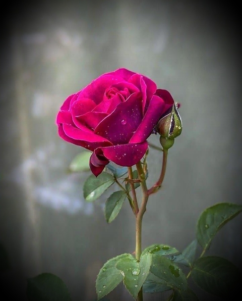 hình nền purple, petal