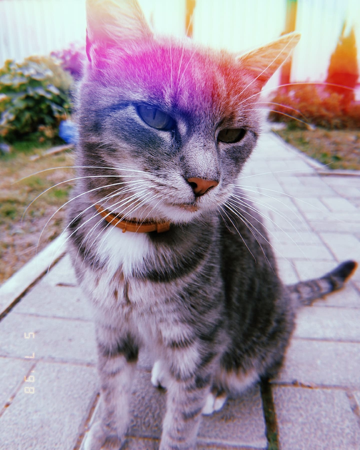cat