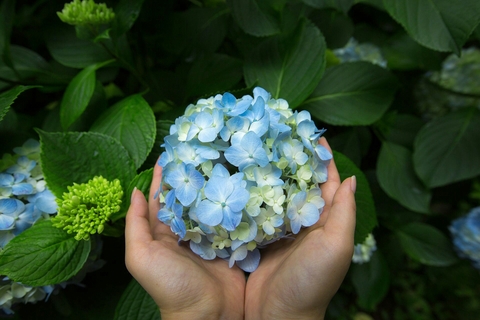 bunch of flowers