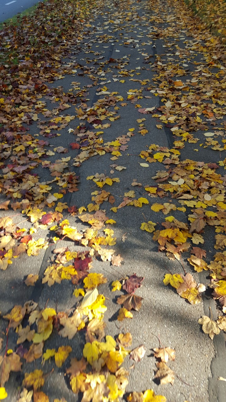 autumn/fall leaves