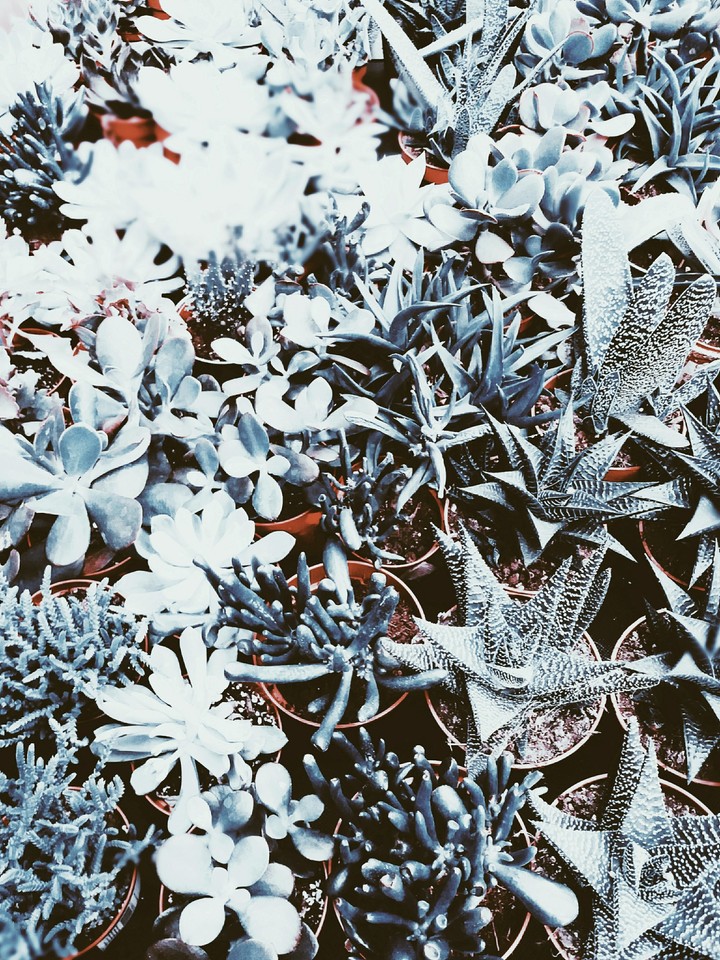 Succulent