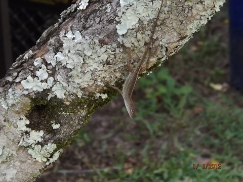 Incognito Lizard