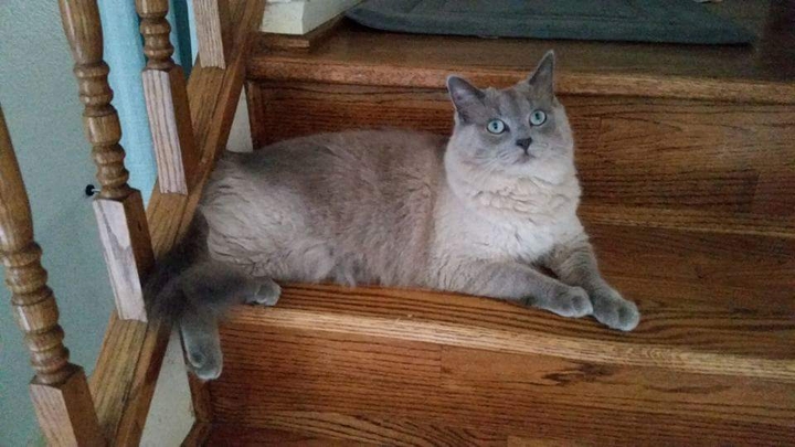Cat on stairs