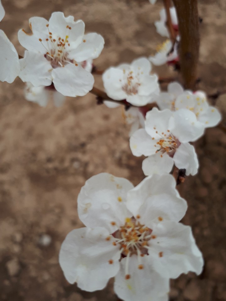 بهار