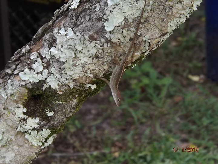 Incognito Lizard