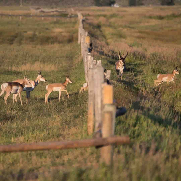 Animals