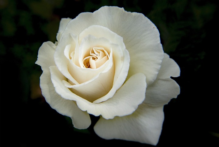 rosen