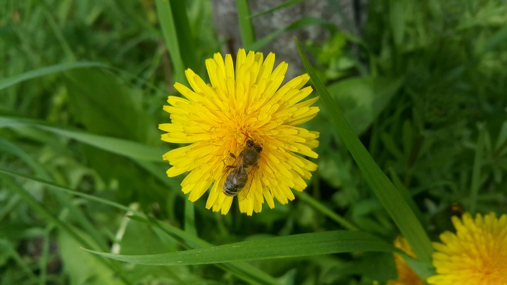 Yellow Daisy