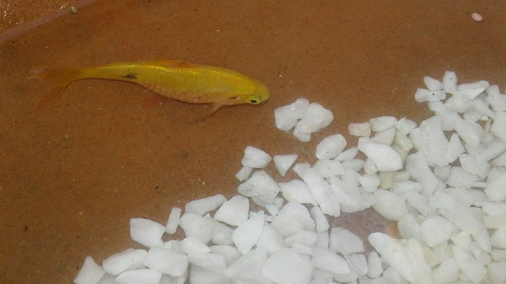 gold fish