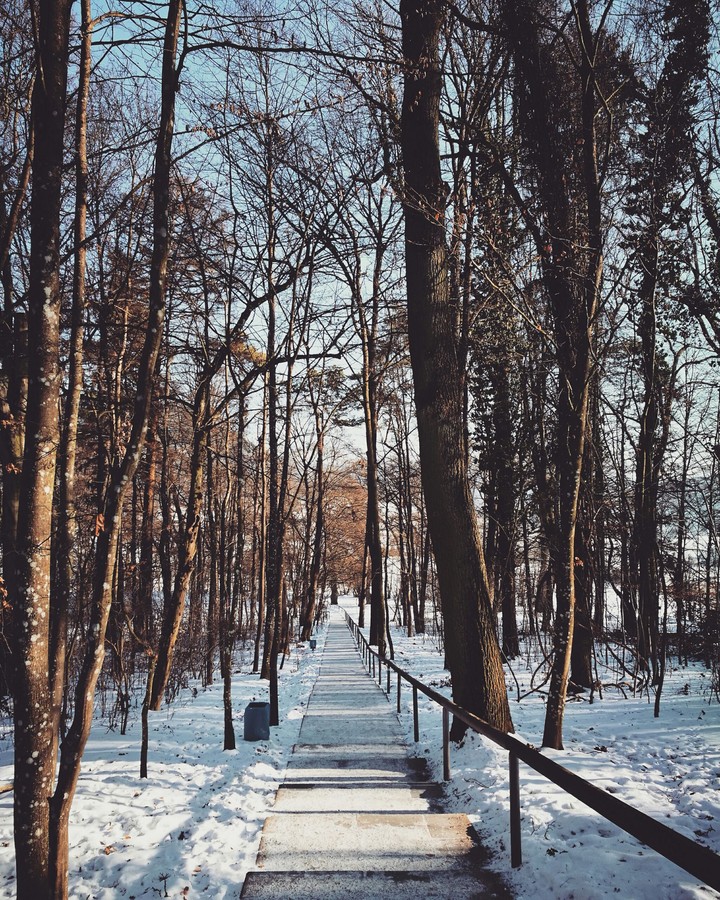 forest