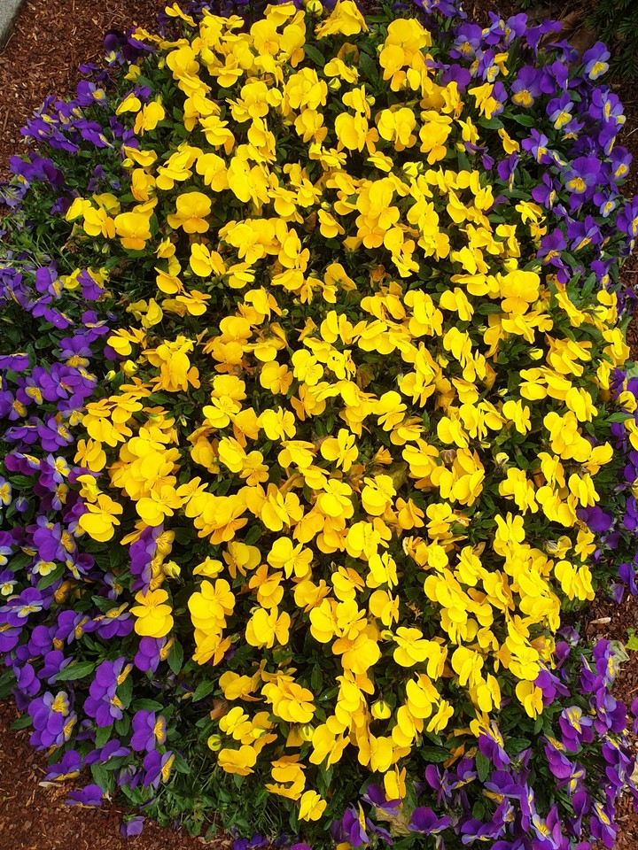 frühling