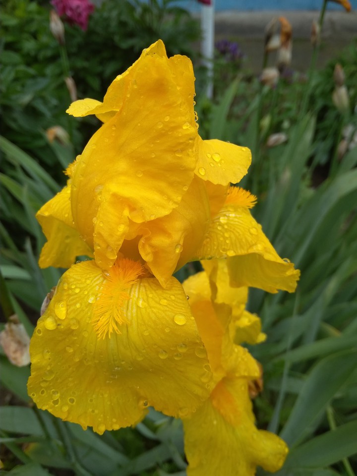 yellow flowers