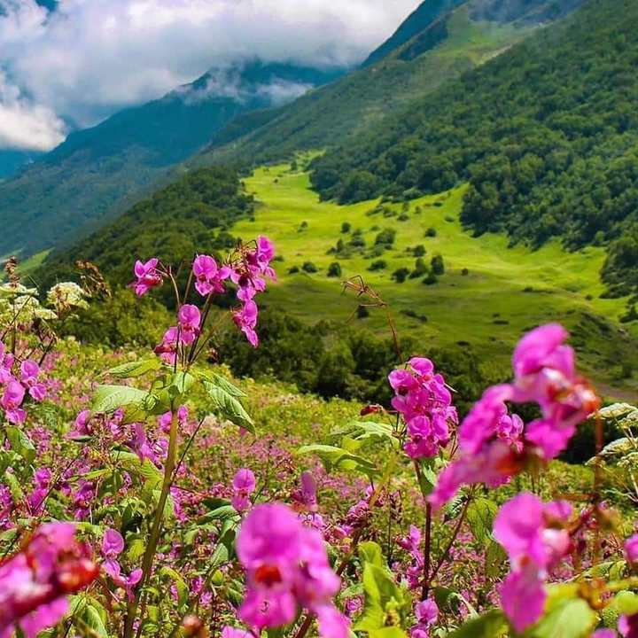 Flower valley