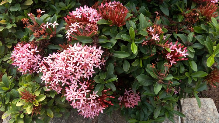 pink flowers