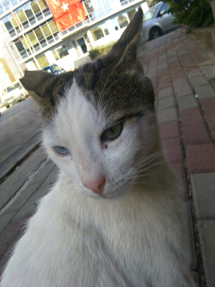 cat
