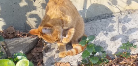 cat