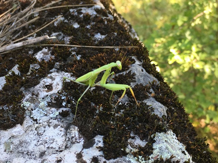 Praying Mantis
